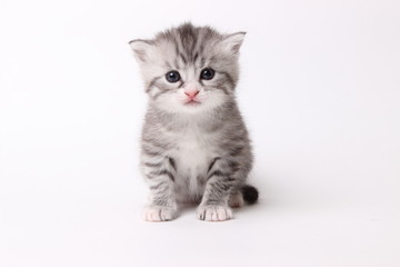 Fototapeta na wymiar gray kitten on a white background