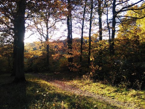 For&ecirc;t automnale