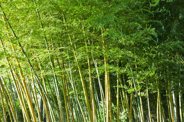 Lush green bamboo