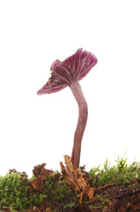 Purple toadstool fungi