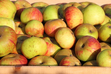 Cageot de pommes