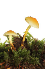 Two toadstools in moss