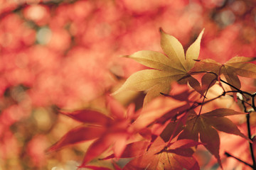 Autumn leaves nature background