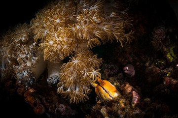 Naklejka na ściany i meble White-eyed Moray eel (Siderea thyrsoidea) hides amongst feeding coral polyps - Lembeh Straits, North Sulawesi, Indonesia