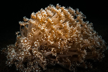 Coral polyps feed in the Lembeh Straits of Indonesia