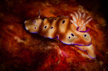 Risbecia tryoni  Nudibranch on the California Dreamin' dive site, Lembeh Straits, North Sulawesi, Indonesia