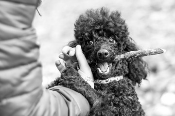 black poodle with a stick in his mouth