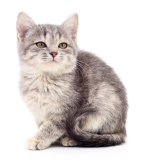 Obraz premium Small gray kitten.