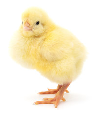 Obraz premium Small yellow chicken.