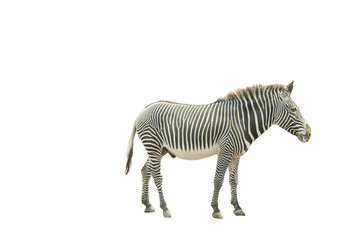 Fototapeta na wymiar zebra horse on a white background