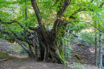 Casta&ntilde;os del Temblar, C&aacute;ceres (Espa&ntilde;a)