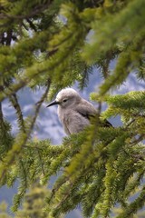 Animals of Canadian Rockies