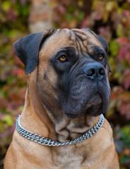 Fototapeta premium Portrait of a beautiful dog breed South African Boerboel (Mastiff)