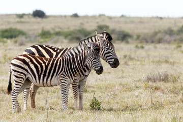Fototapeta na wymiar Burchell's Zebra standing side by side