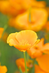 Fototapeta premium ポピー