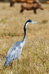 Great Blue Heron Bird walking in the field