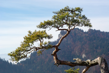 Old relic pine on the Sokolica mountain