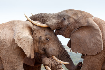Bush Elephant give a kiss on the forehead