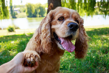 dog breed American Cocker Spaniel