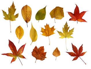 Autmn leaves over white background