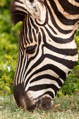Fototapeta na wymiar Close up of a Burchells Zebra eating