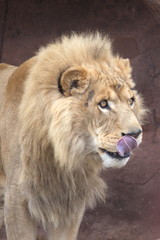 Big Wild Cats