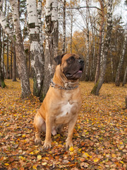 Autumn. The portrait on the background of falling leaves. South African Boerboel
