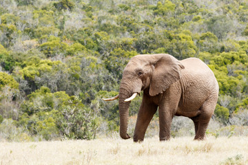 Fototapeta na wymiar Bush Elephant standing proud with huge tusks