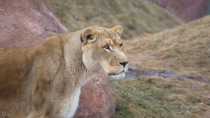 Big Wild Cats