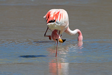 Fototapeta premium James flamingos, phoenicoparrus jamesi, also known as the puna flamingo, are populated in high altitudes of andean mountains in Peru, Chile, Bolivia and Argentina