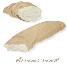 Arrow root plant vector isolated