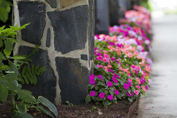 Pink and Purple Flowers