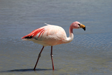 James flamingo, phoenicoparrus jamesi, also known as the puna flamingo, are populated in high altitudes of andean mountains in Peru, Chile, Bolivia and Argentina