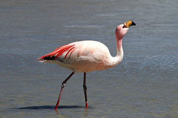 Fototapeta premium James flamingo, phoenicoparrus jamesi, also known as the puna flamingo, are populated in high altitudes of andean mountains in Peru, Chile, Bolivia and Argentina