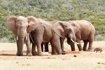 Bush Elephants protecting the watering hole