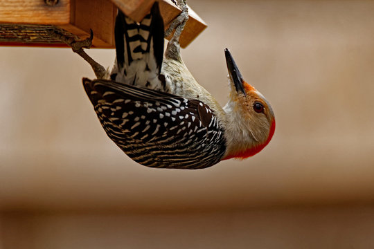 Red-Bellied Woodpecker on a Suet Feeder