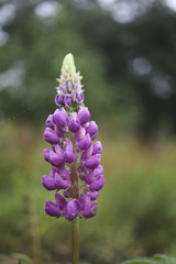 Purple Lupine Flower