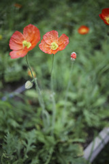 Orange and Yellow Poppies