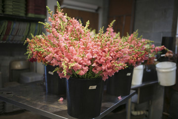 Large Bundle of Pink Snapdragons in a Florist Bucket
