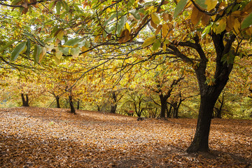 Otoño en el bosque de cobre en el valle del Genal, Málaga © Antonio ciero