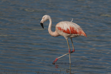 Fototapeta na wymiar Chilean Flamingo, Phoenicopterus chilensis, La Pampa , Argentina