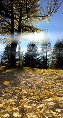 Baum mit Herbstlaub im Gegenlicht
