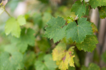 Autumn leaf,Foliage background,Selective focus.