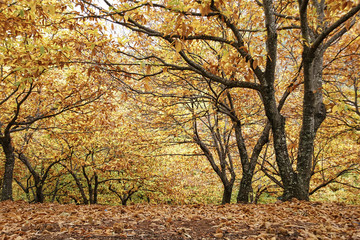 Otoño en el bosque de cobre en el valle del Genal, Málaga