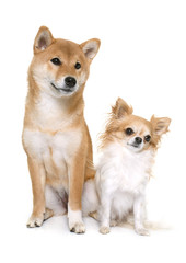 young shiba inu and chihuahua