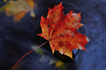 Fall symbol.  Detail of autumn orange red  maple leaf. Fall leaf