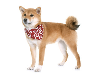 young shiba inu