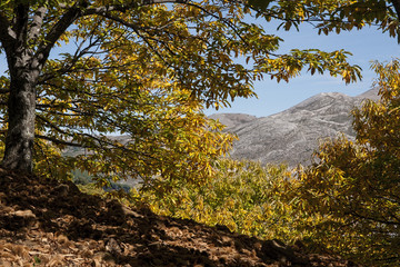 Otoño en el bosque de cobre en el valle del Genal, Málaga