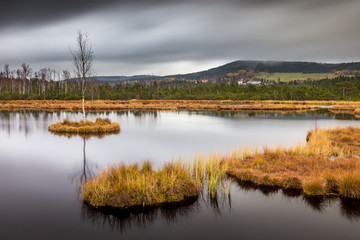 Moorland in Šumava