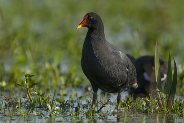 Common Gallinule, Gallinula galeata.Iberà Marshes, Corrientes - Argentina
